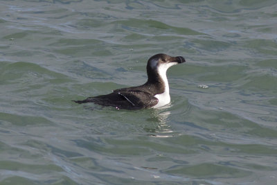 Razorbill - Alca torda