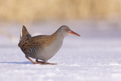 Water Rail - Rallus aquaticus