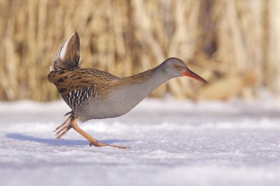 Water Rail - Rallus aquaticus