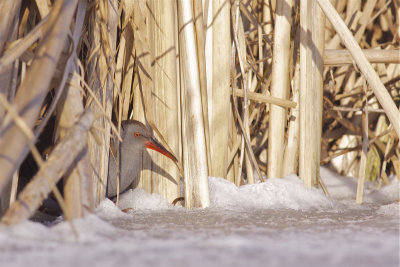 Water Rail - Rallus aquaticus