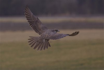 Gyr Falcon - Falco rusticolus
