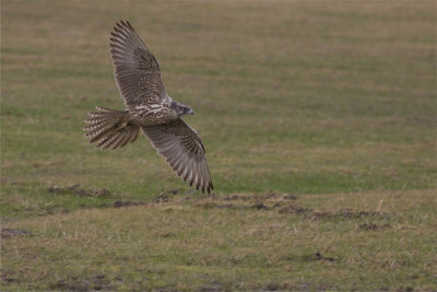 Gyr Falcon - Falco rusticolus