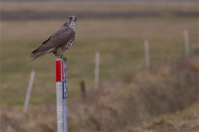 Gyr Falcon - Falco rusticolus