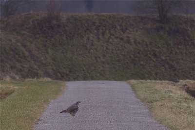 Gyr Falcon - Falco rusticolus