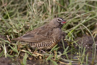 IMG_0301african quailfinch2.jpg