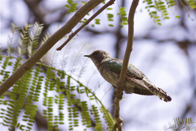 IMG_0445klaass cuckoo.jpg