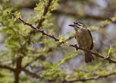 IMG_0492red-fronted tinkerbird.jpg