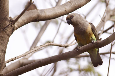 IMG_0646orange-bellied parrot.jpg