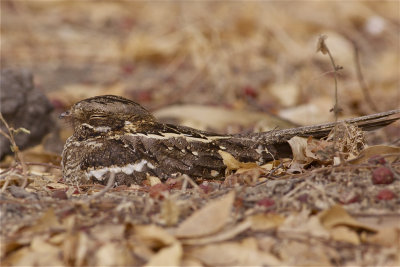 IMG_0674slender-tailed nightjar2.jpg