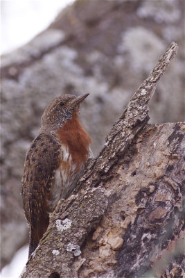 IMG_0917rufous-throated wryneck.jpg