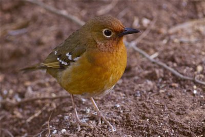 IMG_1066abyssinian ground thrush.jpg