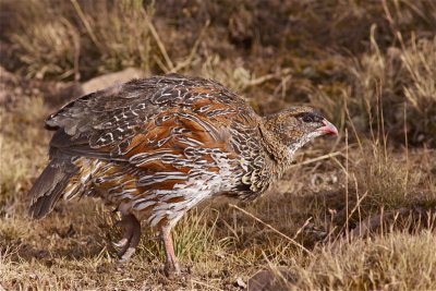 IMG_1880chestnut-naped francolin.jpg