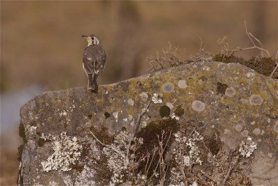 IMG_1910groundscraper thrush.jpg