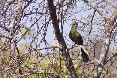 IMG_2007prince ruspoli's turaco.jpg