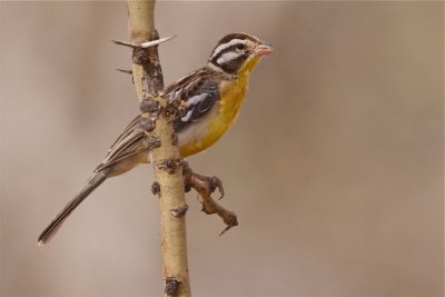 IMG_2189somali bunting2.jpg