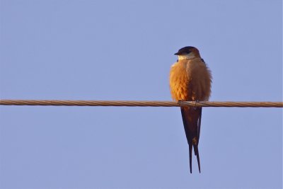 IMG_2011mosque swallow.jpg