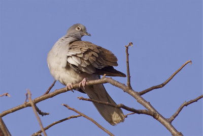 IMG_2329african white-winged dove2.jpg