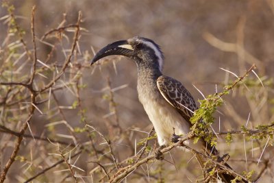 IMG_2349grey-necked hornbill.jpg