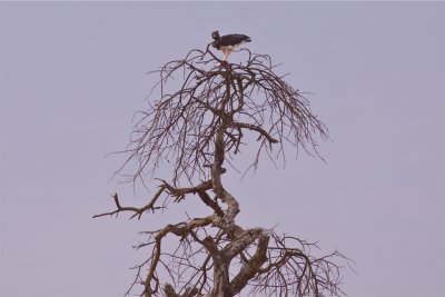 IMG_2539martial eagle.jpg