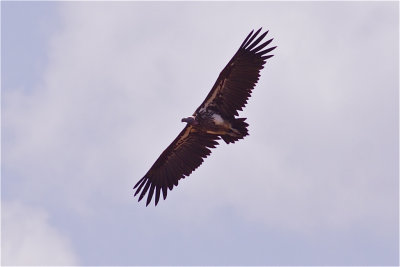 IMG_4316lappet-faced vulture2.jpg
