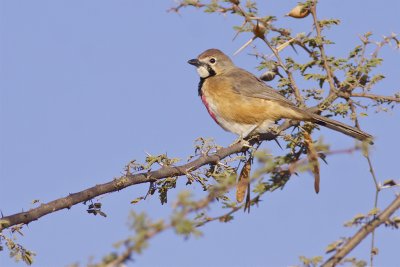 IMG_4127rosy-patched bush shrike.jpg