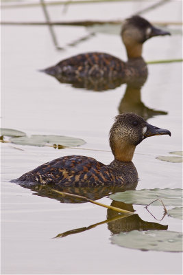 IMG_4747african white-backed duck3.jpg