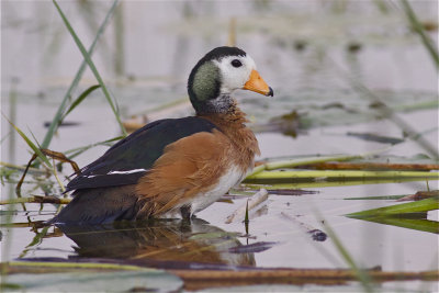 IMG_5041african pygmy goose.jpg