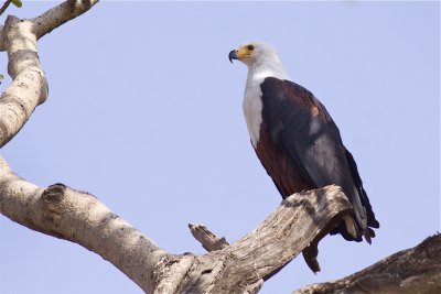 IMG_5093african fish eagle.jpg