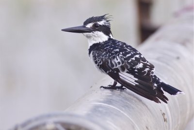 IMG_4999pied kingfisher.jpg