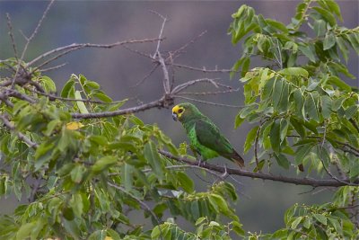 IMG_5423yellow-fronted parrot.jpg
