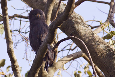 IMG_5503western banded snake eagle.jpg