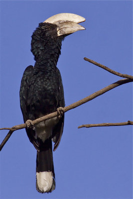 IMG_5534silvery-cheeked hornbill2.jpg