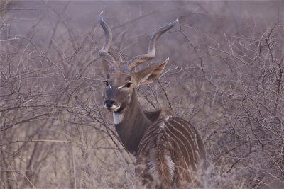 IMG_5597lesser kudu3.jpg