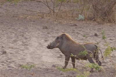 IMG_5816warthog.jpg