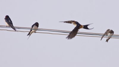 IMG_5975red-rumped swallow.jpg