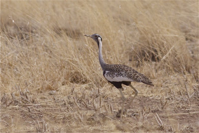 IMG_5713hartlaubs bustard4.jpg