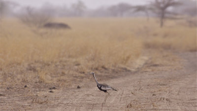 IMG_5686hartlaubs bustard2.jpg