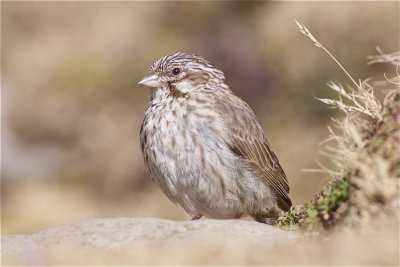 IMG_6231ankober serin4.jpg