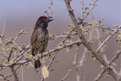 IMG_6152banded barbet2.jpg