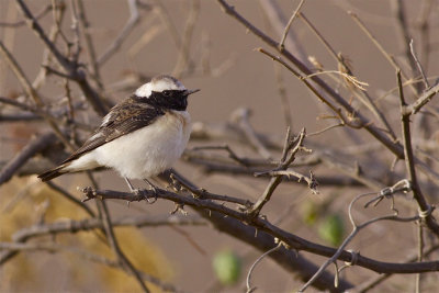 IMG_6124pied wheatear3.jpg