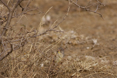 IMG_6139yellow-throated seed-eater4.jpg