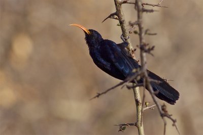 IMG_4426abyssinian wood-hoopoe.jpg