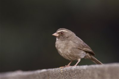 IMG_0215brown-rumped seed-eater.jpg