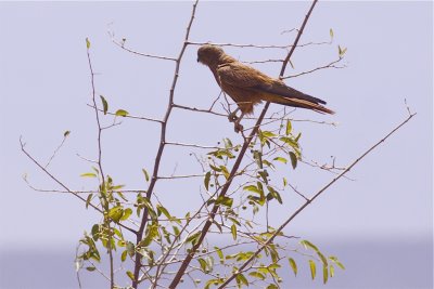 IMG_6452fox kestrel2.jpg