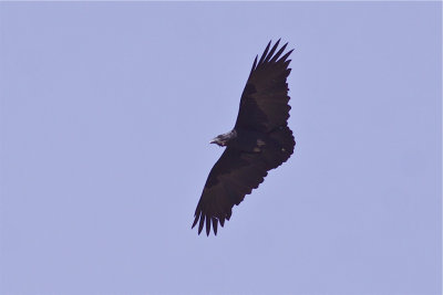IMG_6449fan-tailed raven.jpg