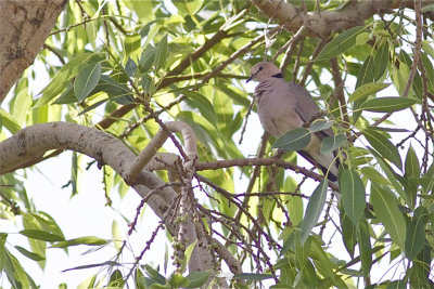 IMG_6376vinaceous dove.jpg