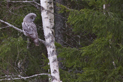 IMG_7213great grey owl.jpg