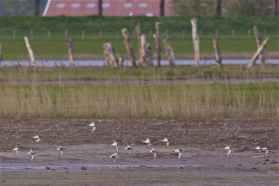 IMG_9877kleine strandlopers2.jpg