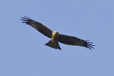 Black Kite - Milvus migrans - Zwarte Wouw