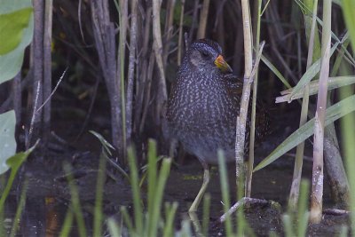 Spotted Crake - Porzana porzana - Porseleinhoen